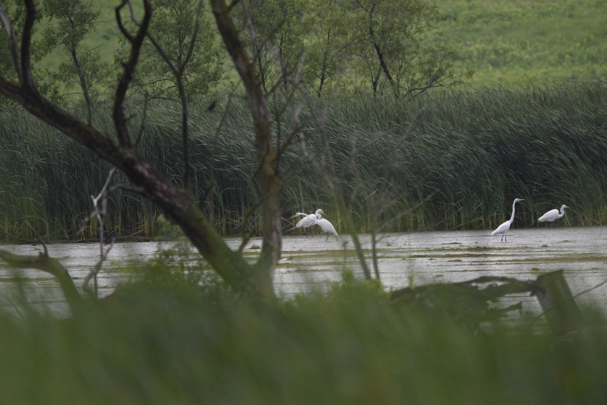 Great Egret - ML638145934
