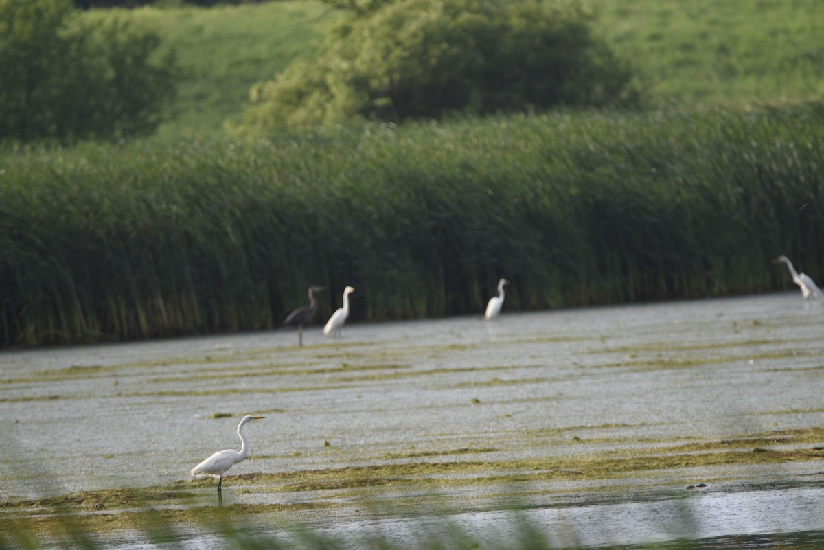 Great Egret - ML638145935