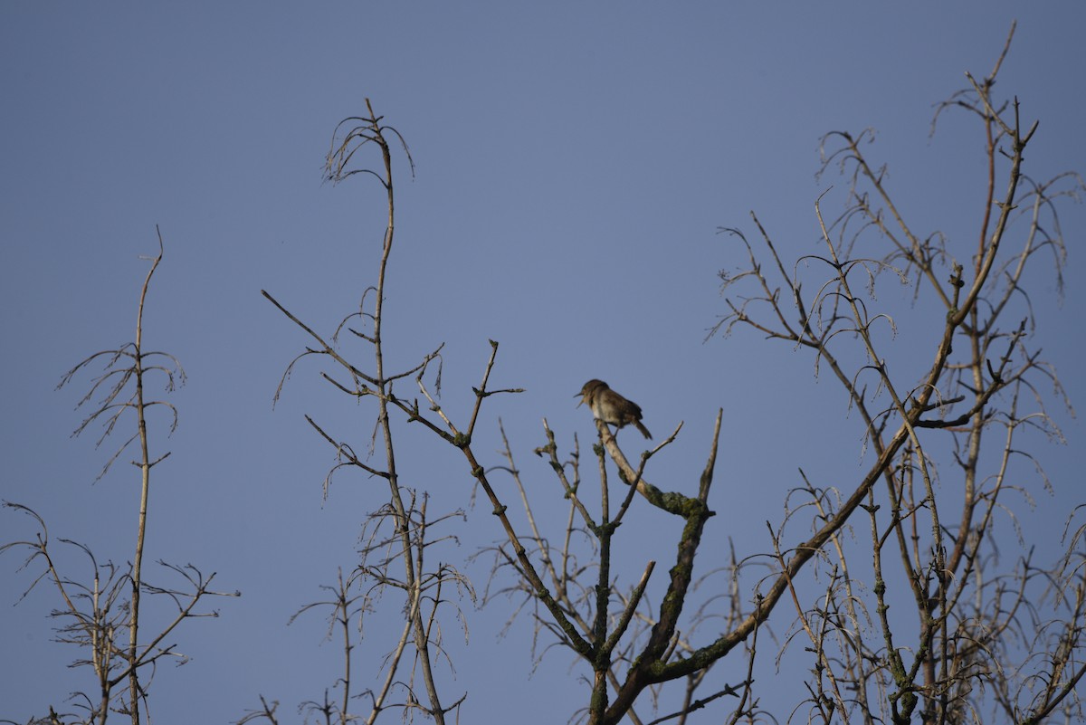 Northern House Wren - ML638145969