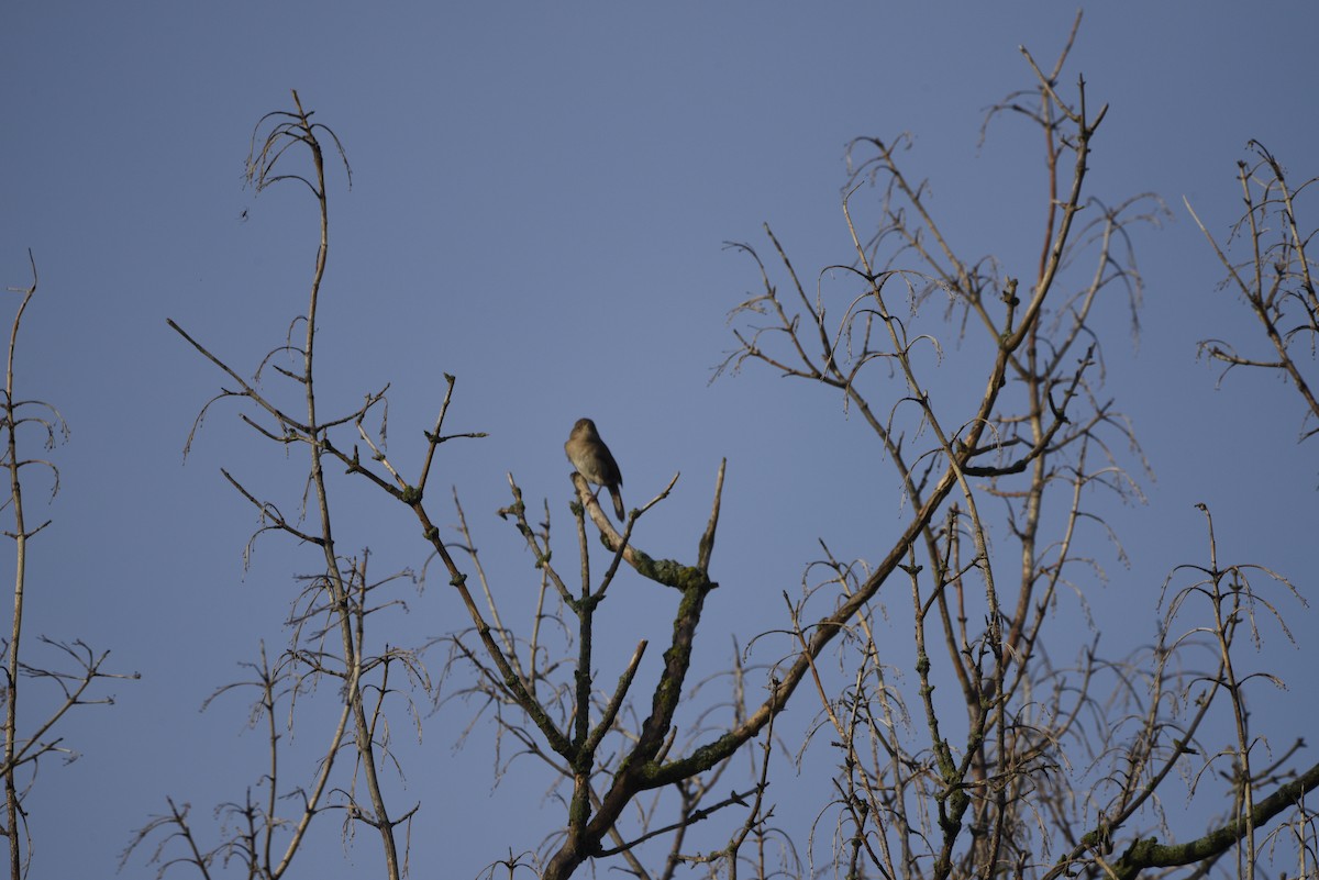 Northern House Wren - ML638145972