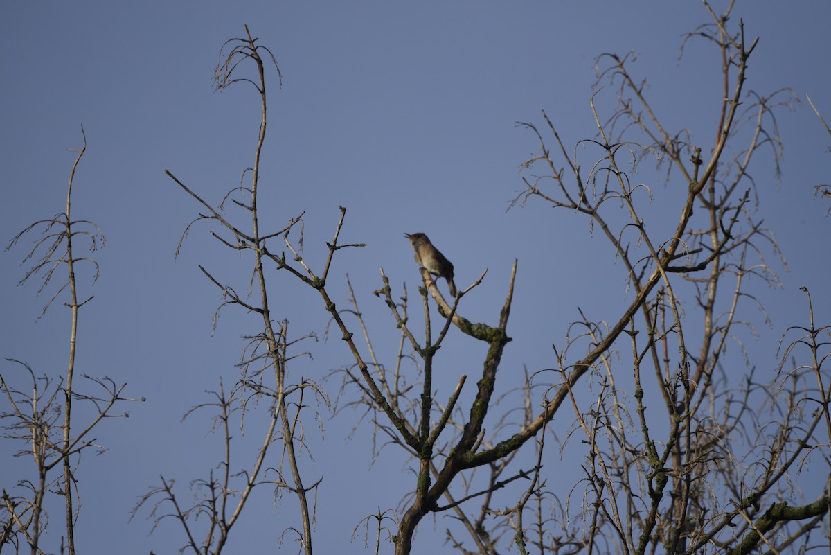 Northern House Wren - ML638145973