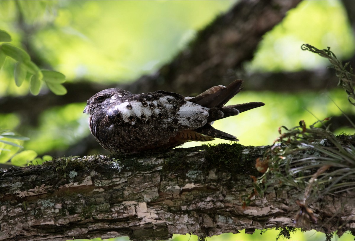 Short-tailed Nighthawk - ML638145980