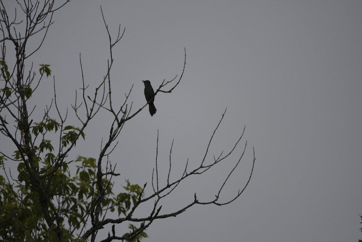 Gray Catbird - ML638145985