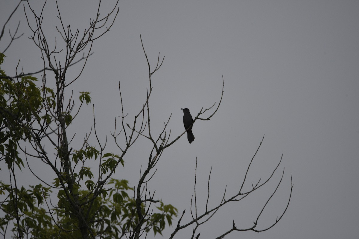 Gray Catbird - ML638145986