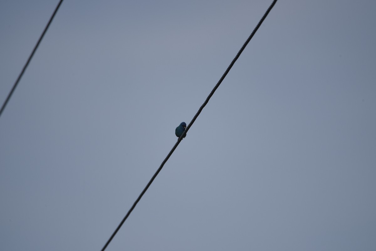Indigo Bunting - ML638146012