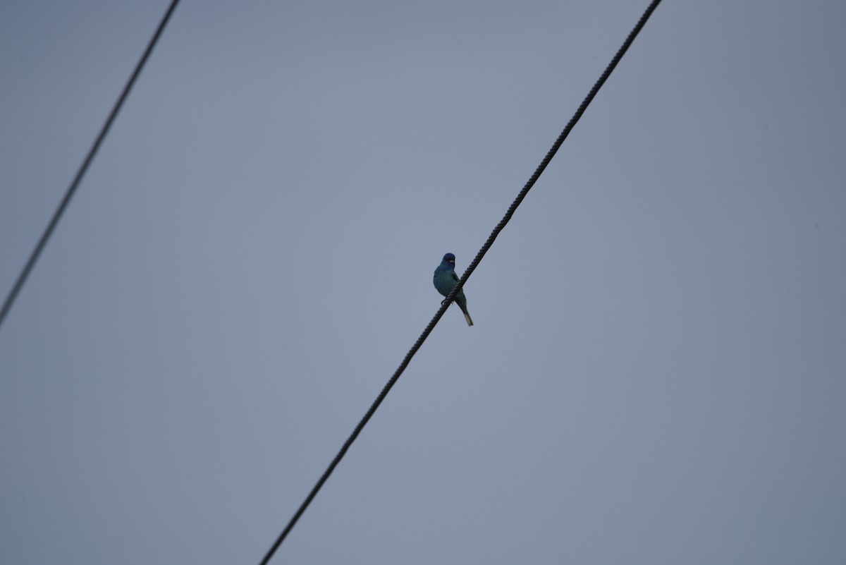Indigo Bunting - ML638146013