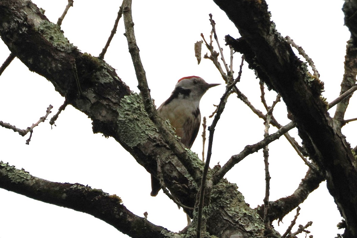 Middle Spotted Woodpecker - ML638146016