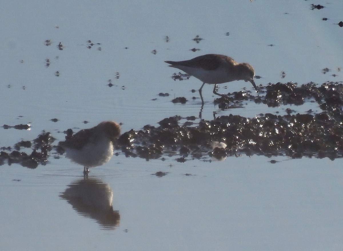 Little Stint - ML638146034