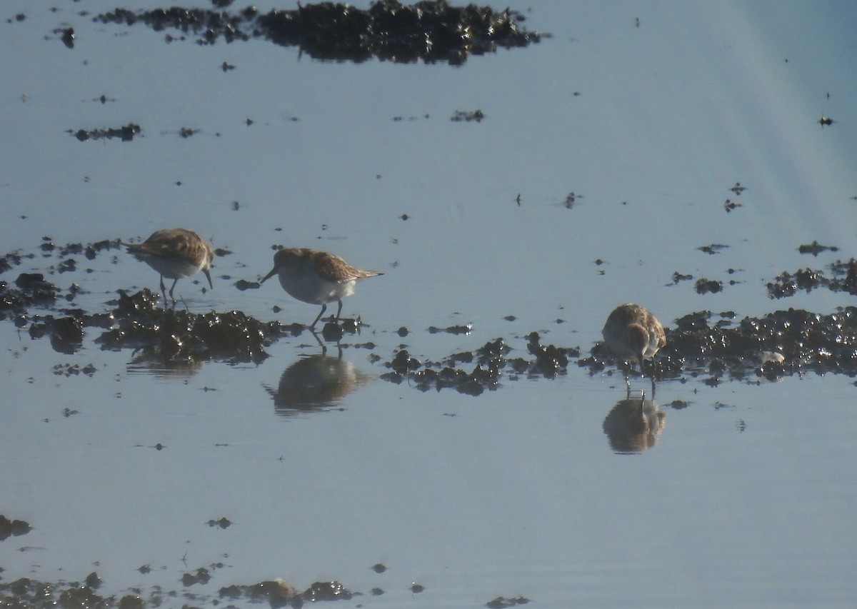 Little Stint - ML638146035