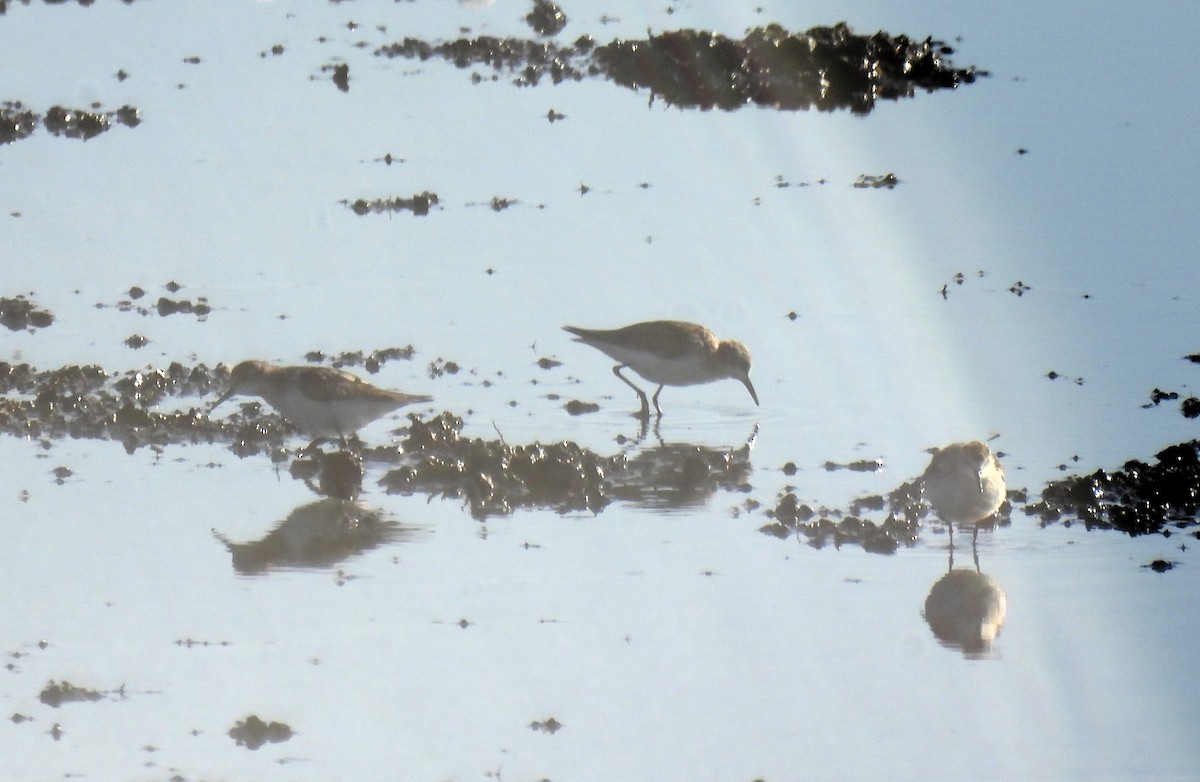 Little Stint - ML638146036