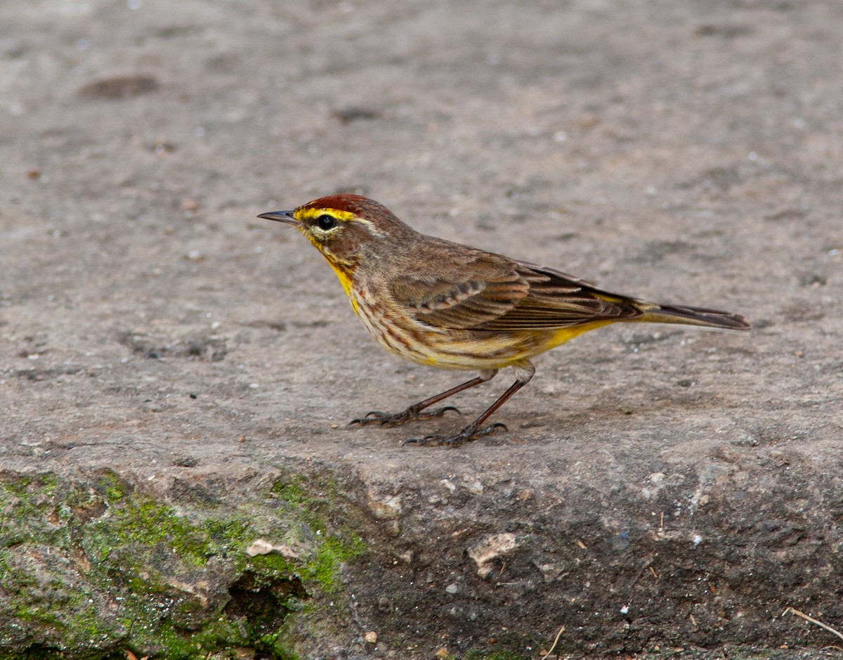 Palm Warbler - ML638146045