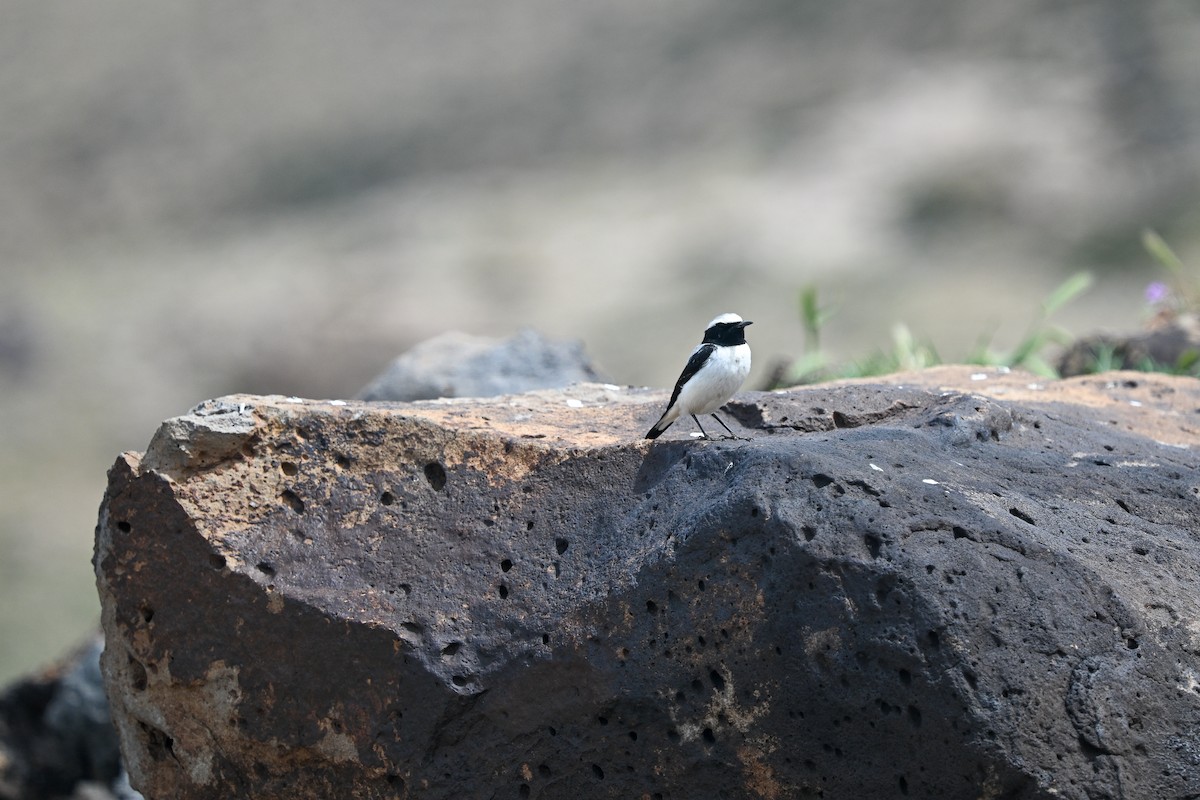 Atlas Wheatear - ML638146049