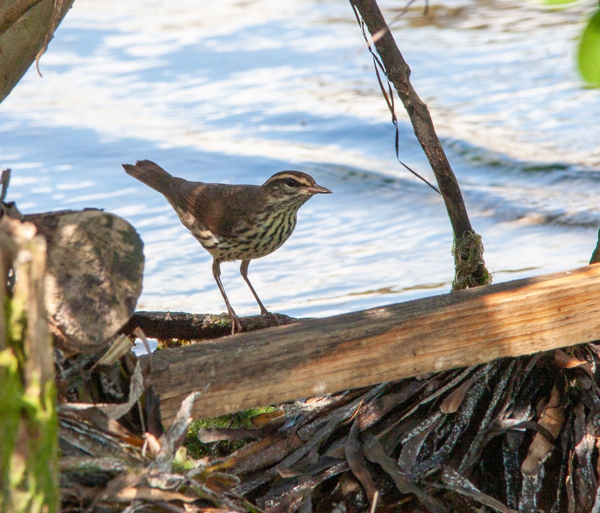 Northern Waterthrush - ML638146053