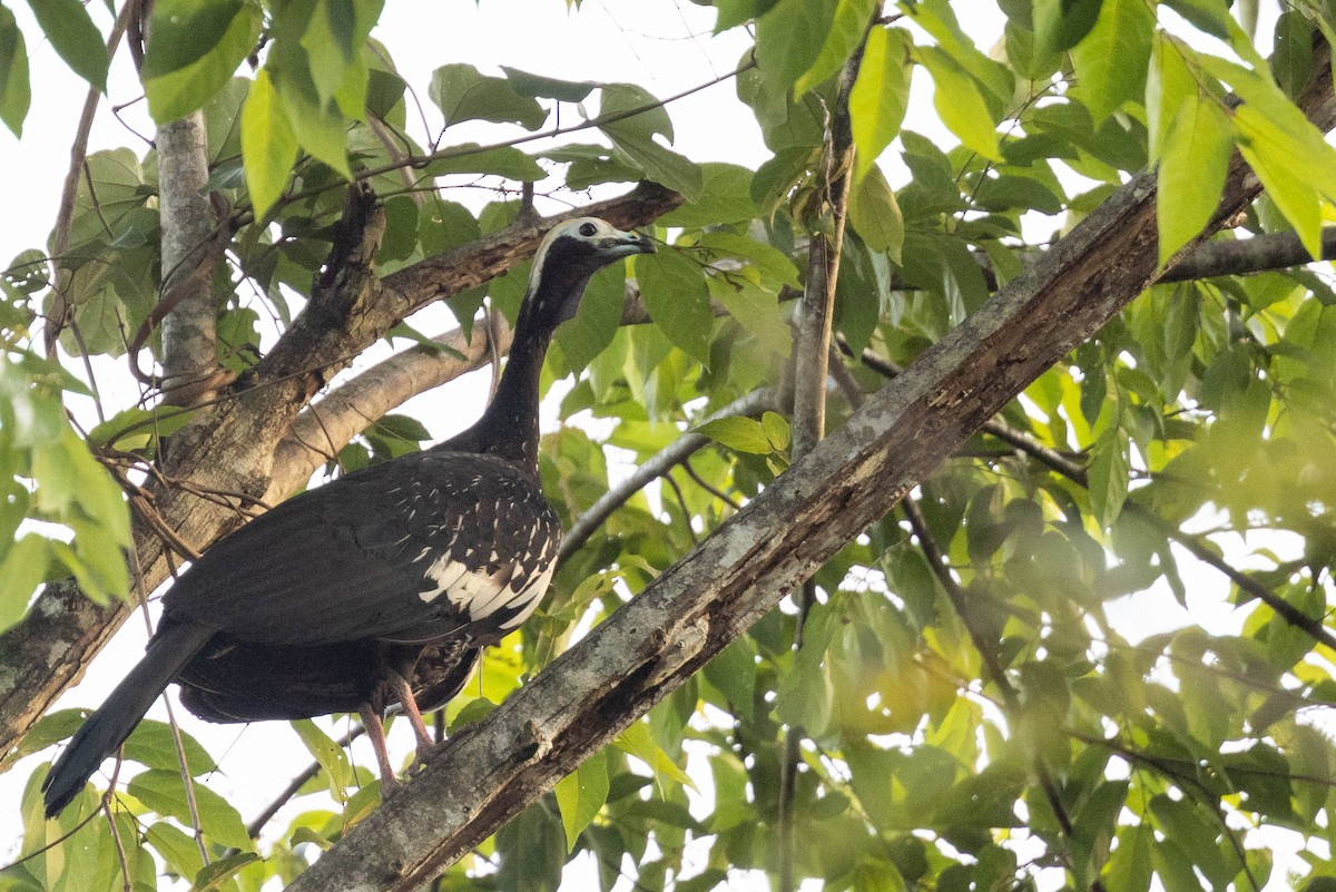 Blue-throated Piping-Guan - ML638146112