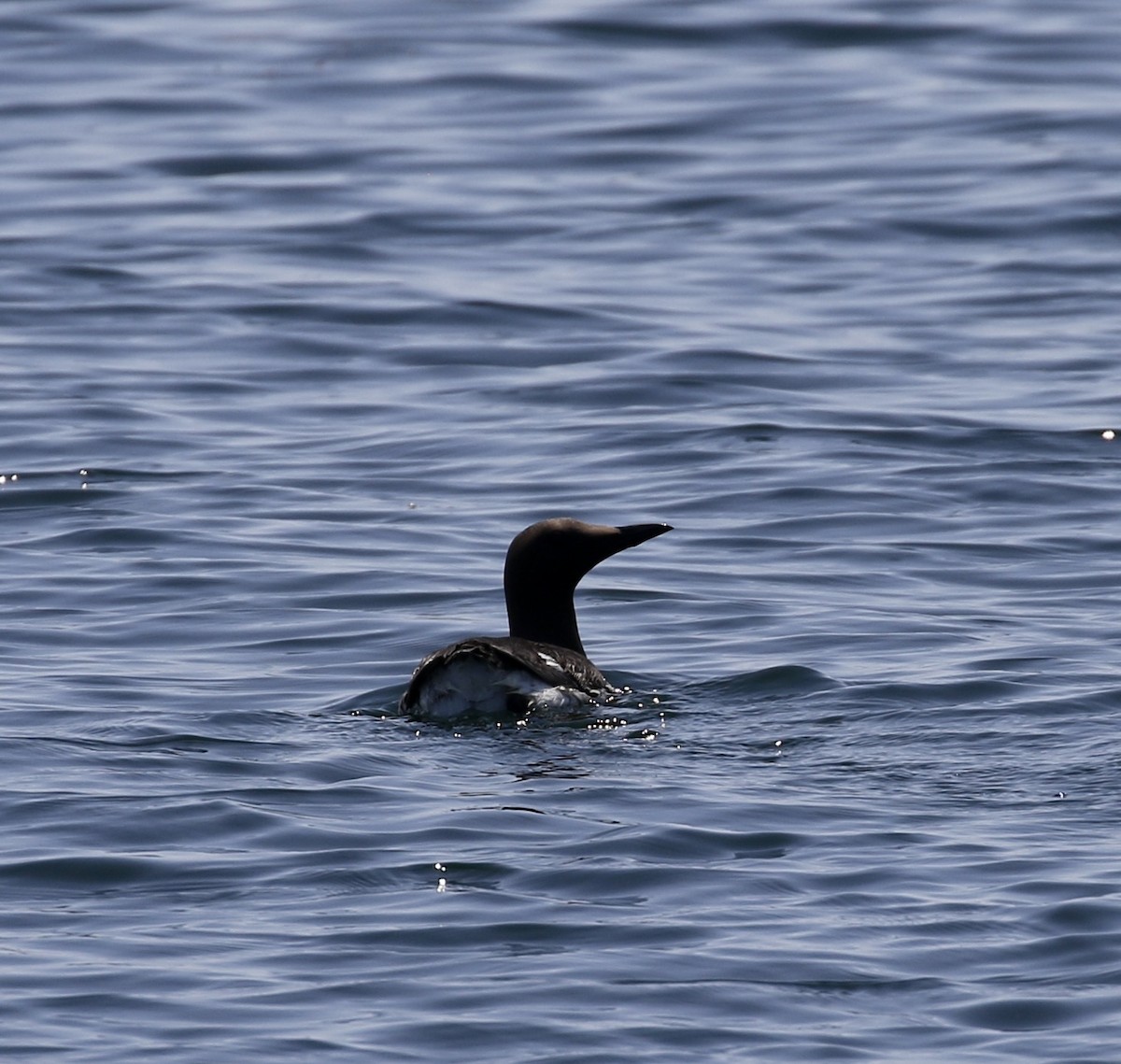 Guillemot marmette - ML638146115