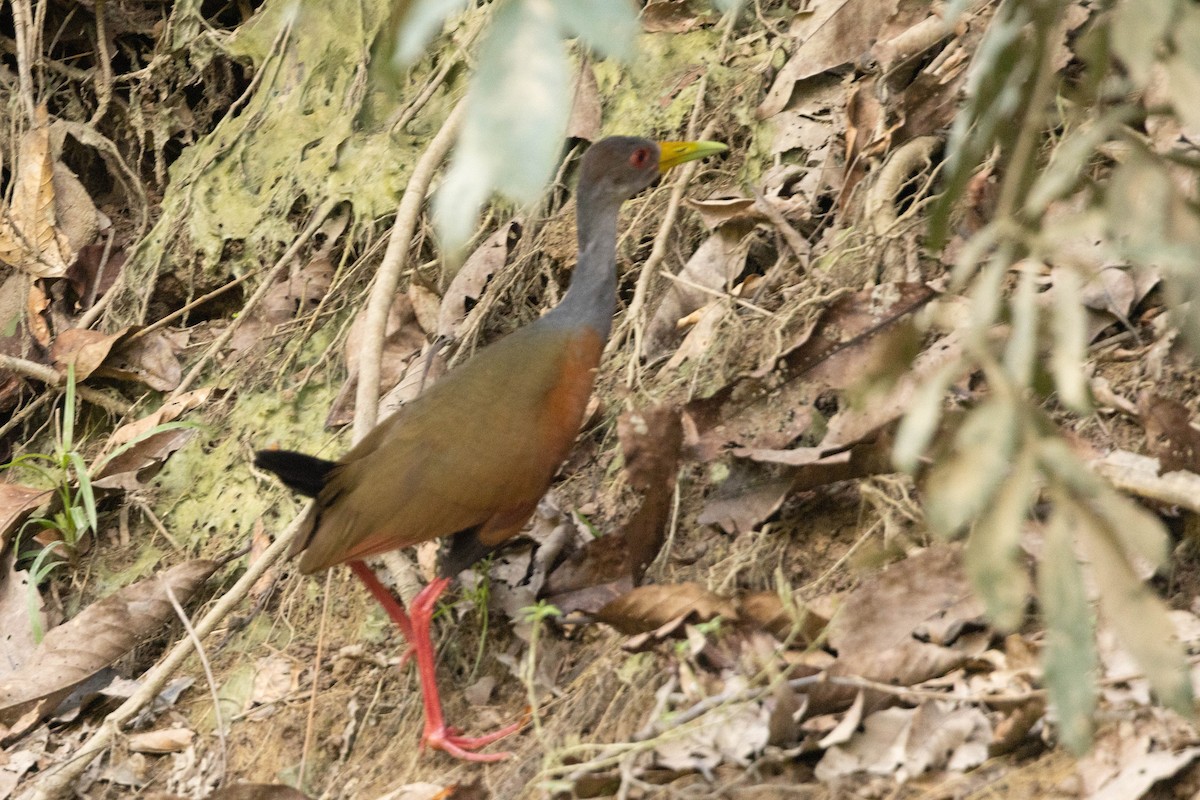 Gray-cowled Wood-Rail - ML638146153