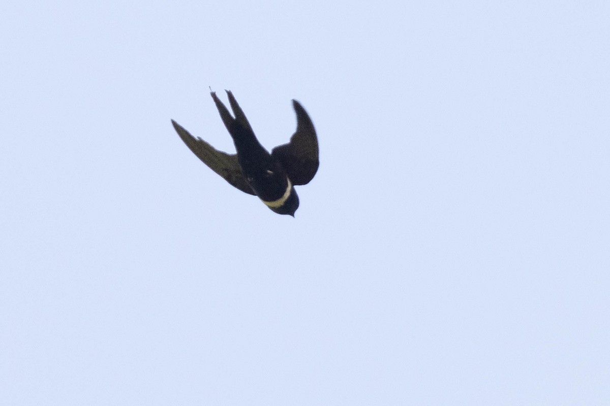 White-banded Swallow - ML638146172