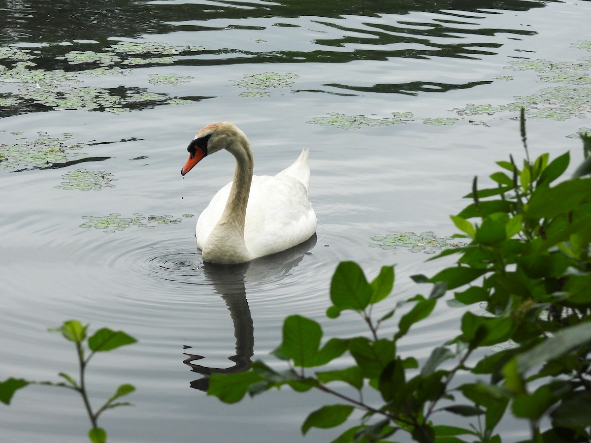 Mute Swan - ML638146181