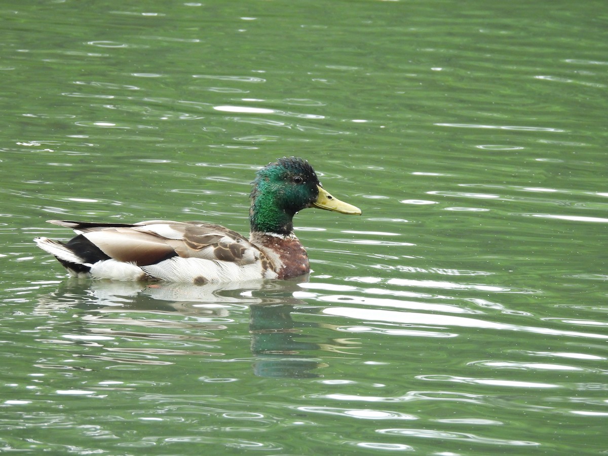 Mallard - ML638146192