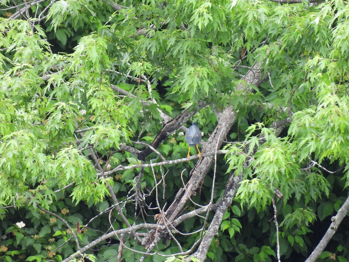 Green Heron - ML638146200