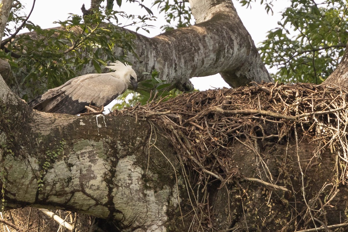 Harpy Eagle - ML638146206