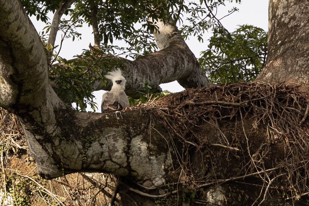 Harpy Eagle - ML638146207