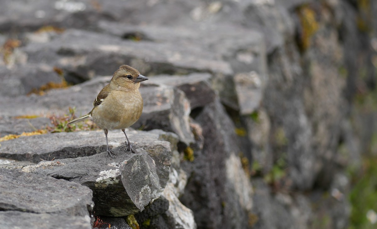 Azores Chaffinch - ML638146225