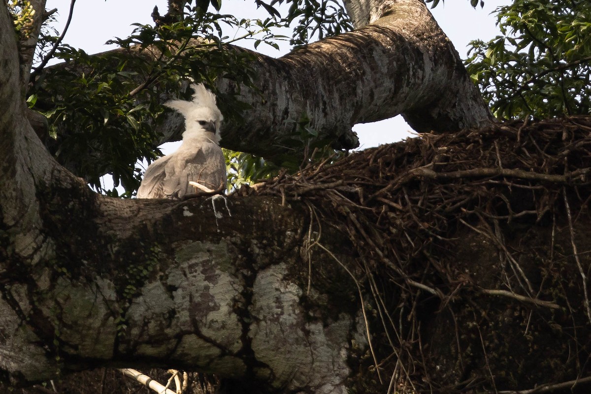 Harpy Eagle - ML638146226