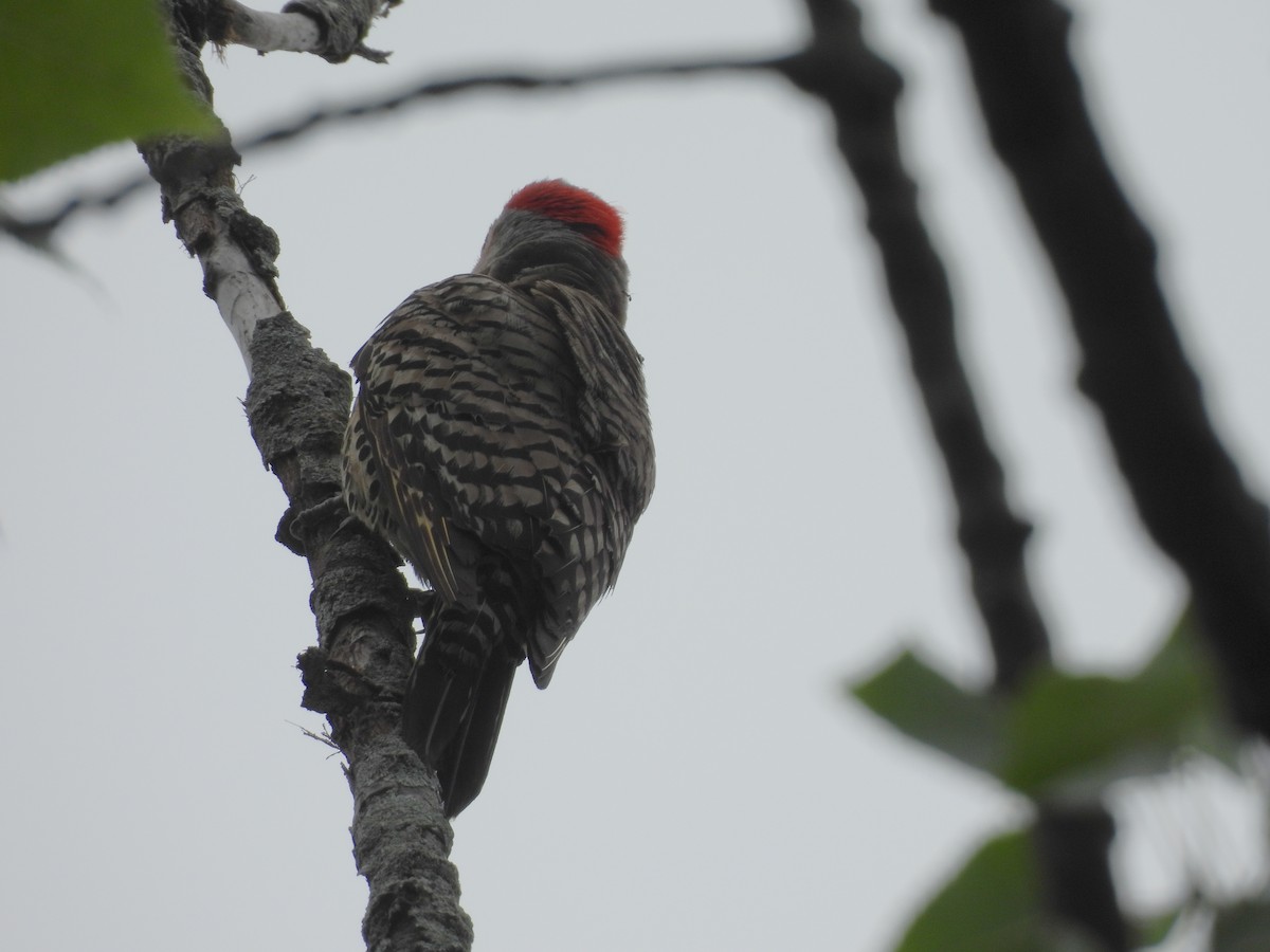 Northern Flicker - ML638146229