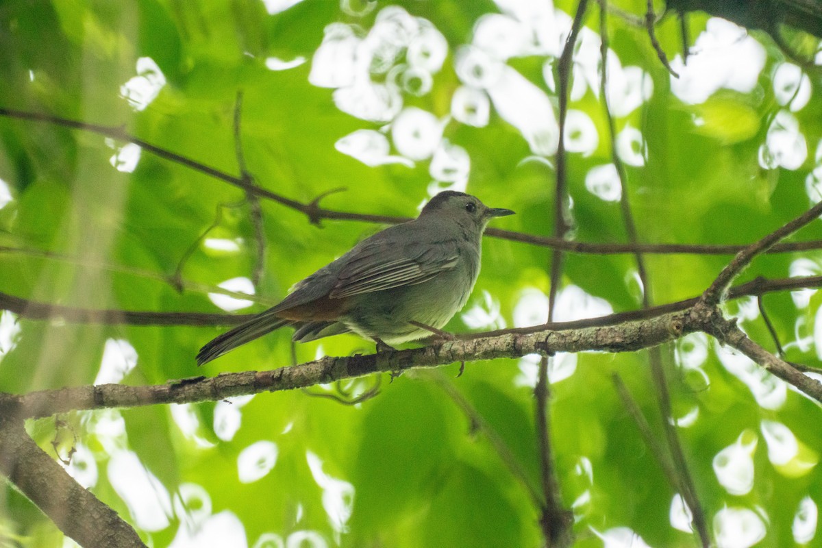 Gray Catbird - ML638146233