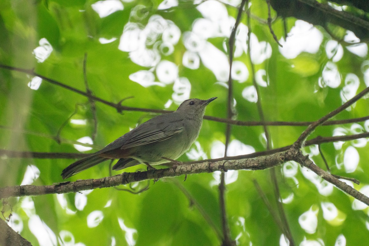 Gray Catbird - ML638146235