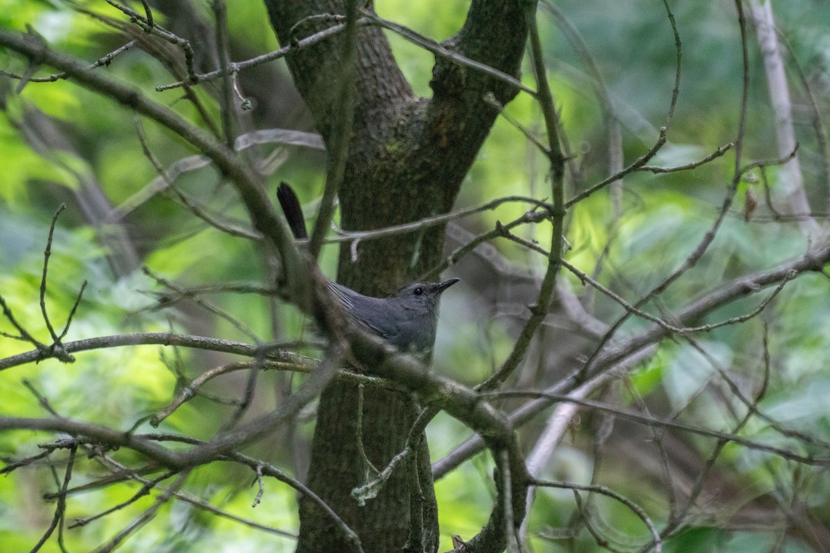 Gray Catbird - ML638146242