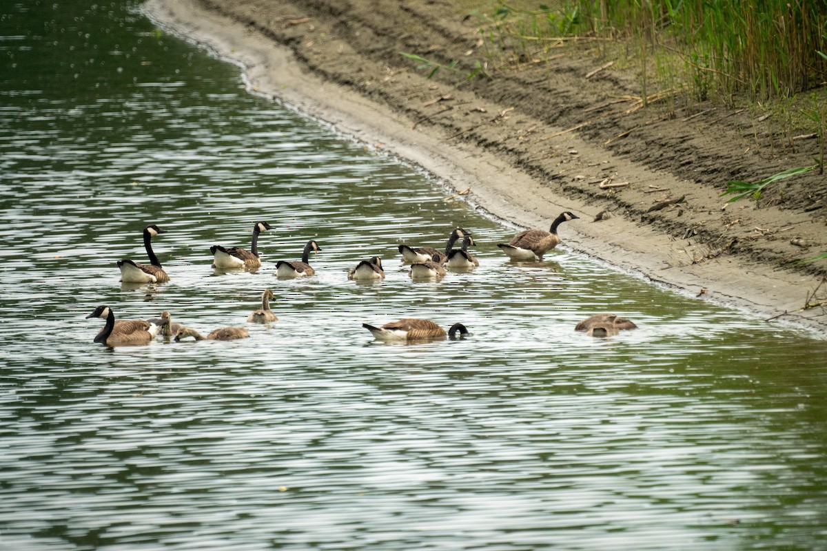 Canada Goose - ML638146262