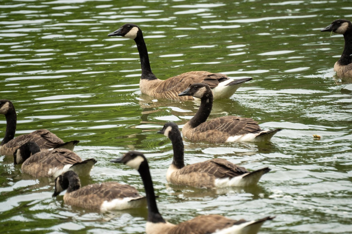 Canada Goose - ML638146263