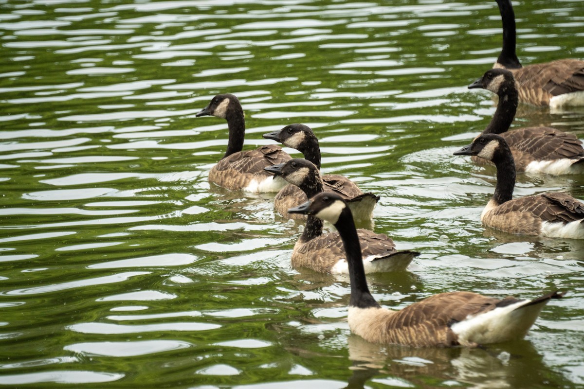 Canada Goose - ML638146264