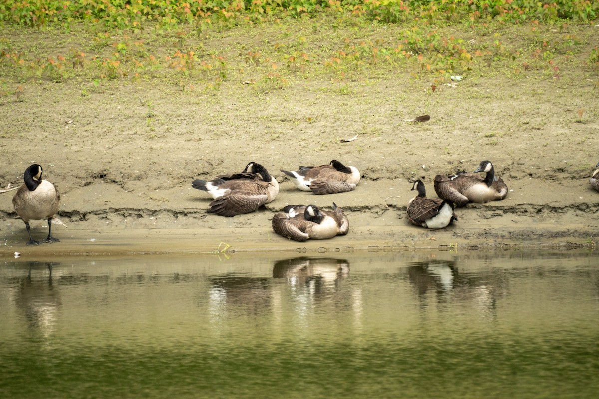 Canada Goose - ML638146266