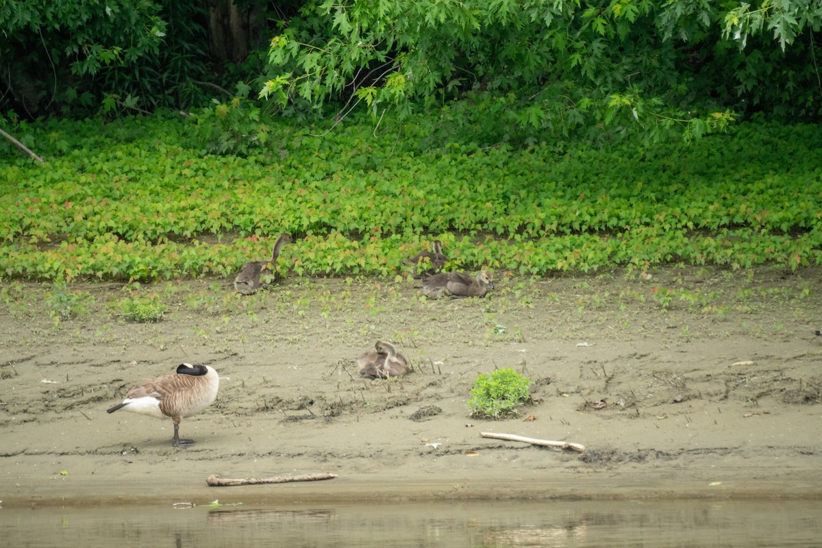 Canada Goose - ML638146267