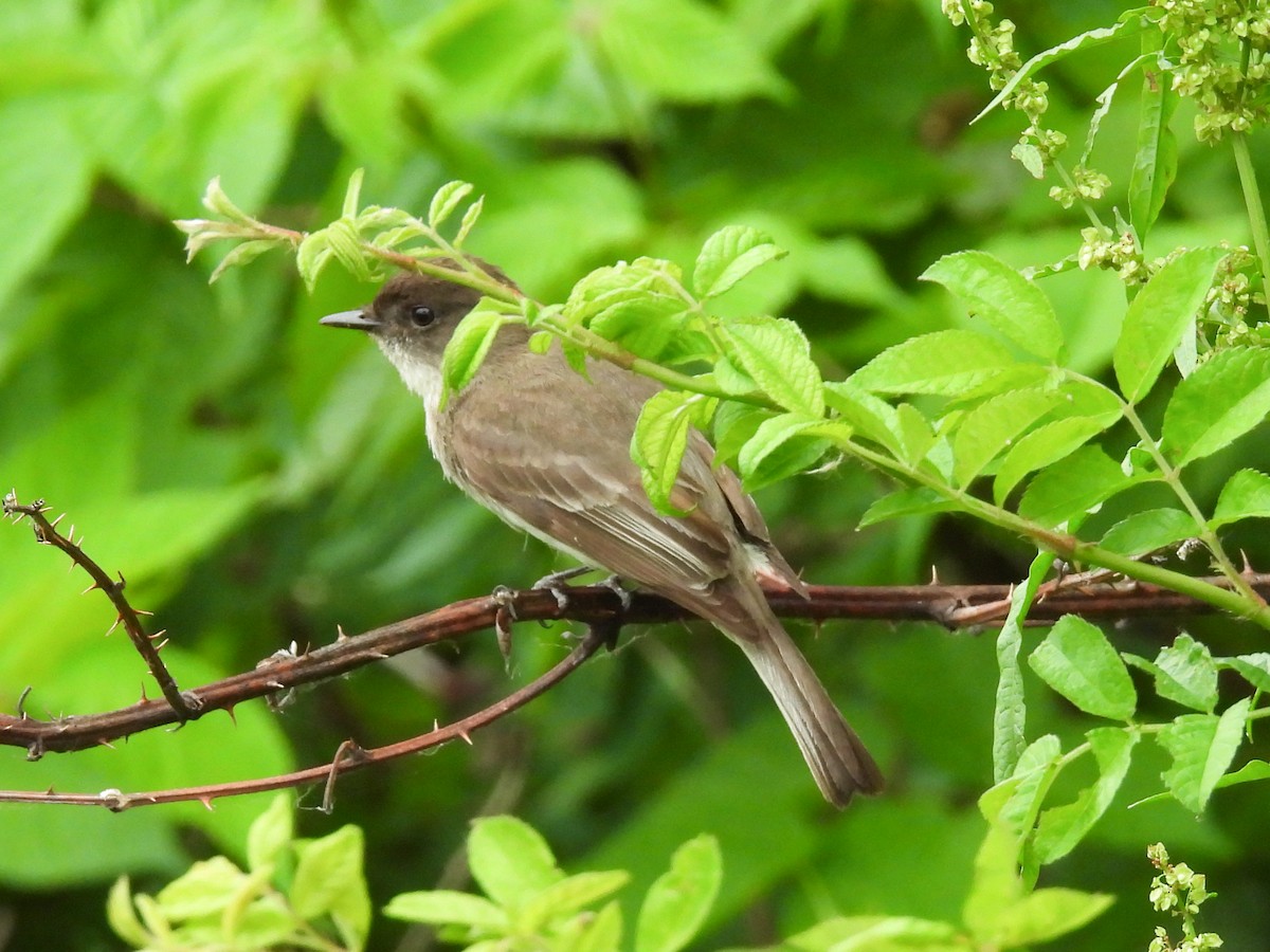 Eastern Phoebe - ML638146270