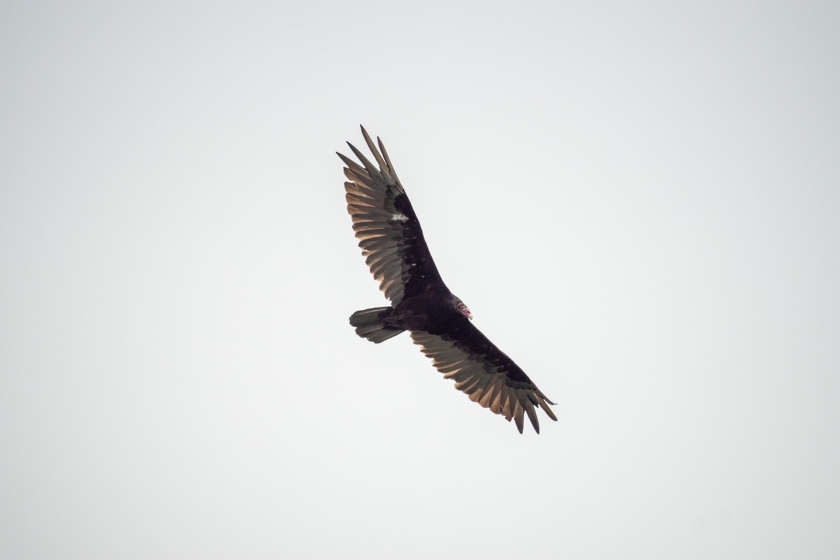 Turkey Vulture - ML638146271