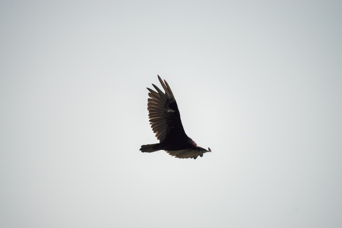 Turkey Vulture - ML638146272