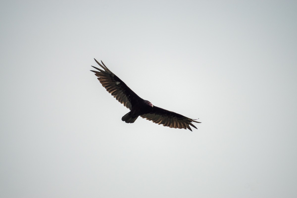 Turkey Vulture - ML638146273