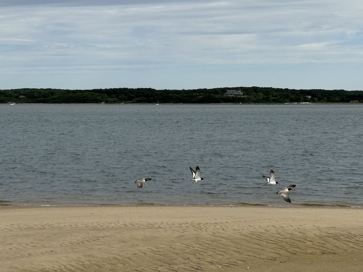 American Oystercatcher - ML638146274