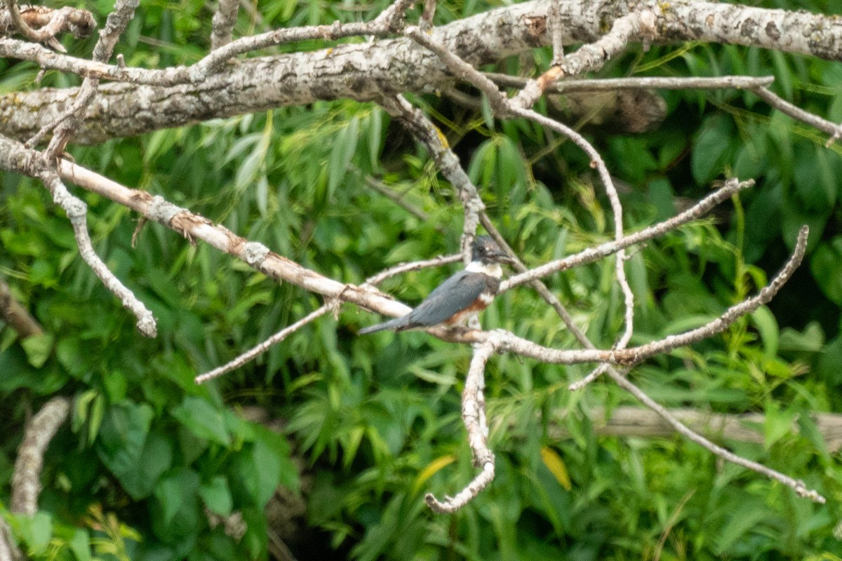 Belted Kingfisher - ML638146276