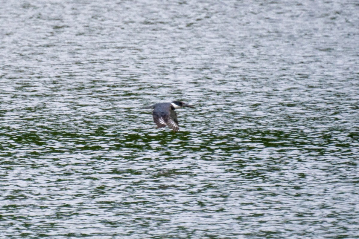 Belted Kingfisher - ML638146277