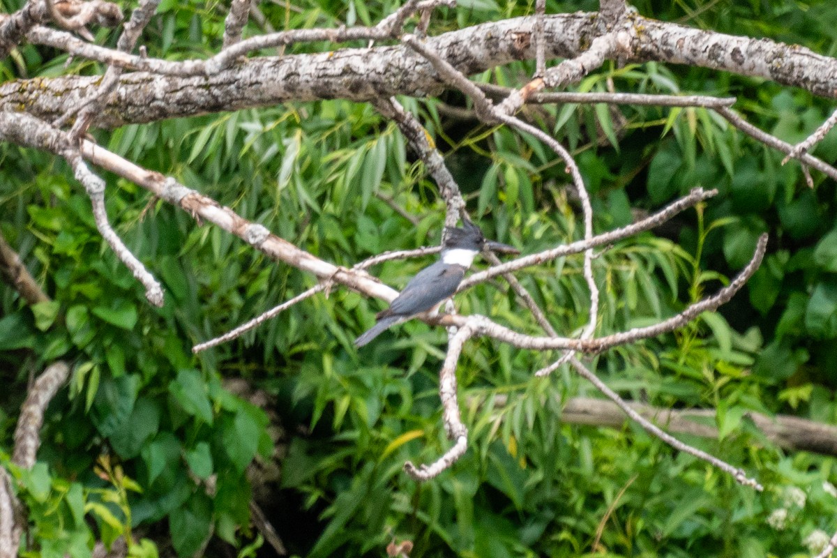 Belted Kingfisher - ML638146278