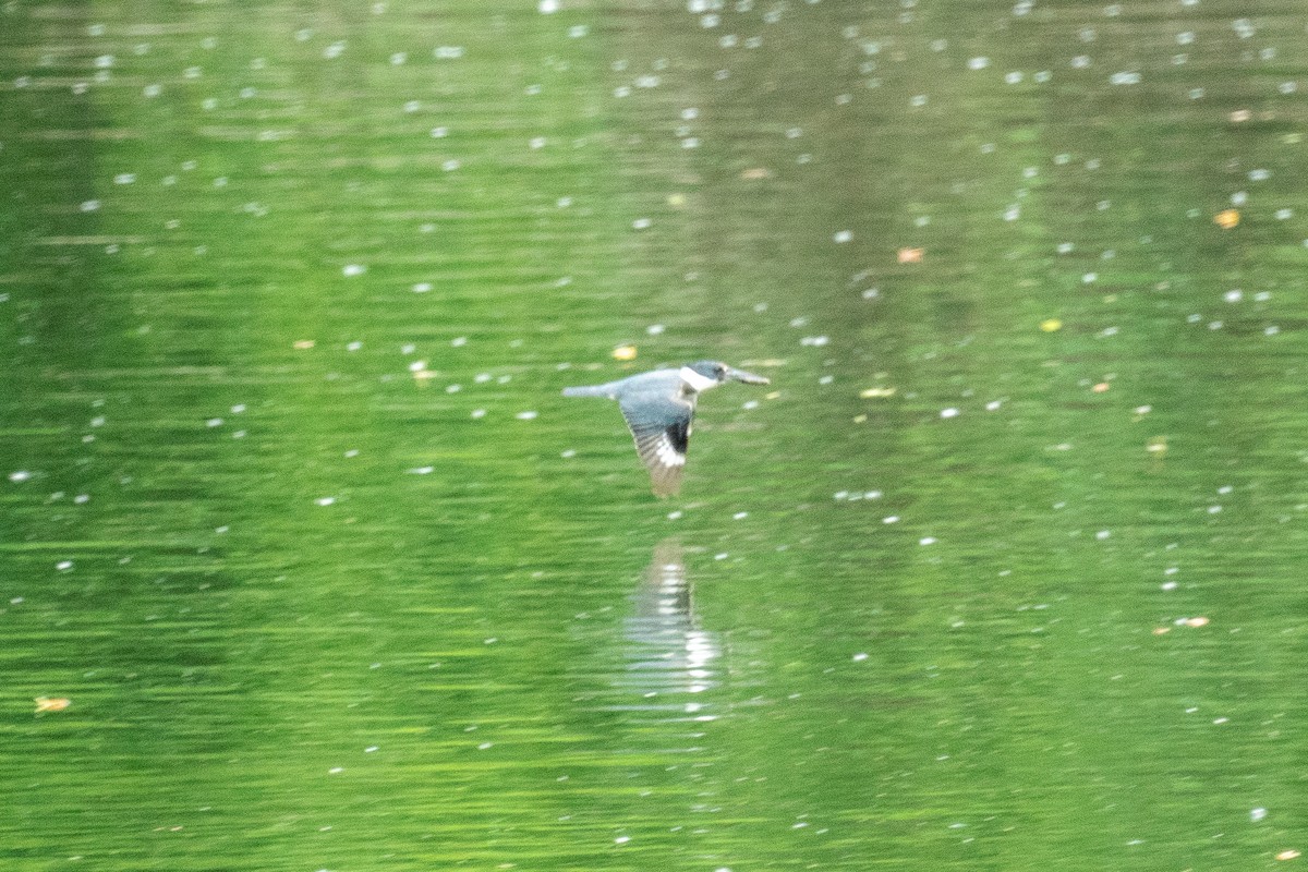 Belted Kingfisher - ML638146279