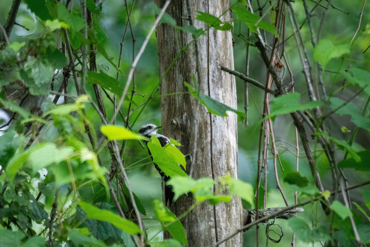 Downy Woodpecker - ML638146282