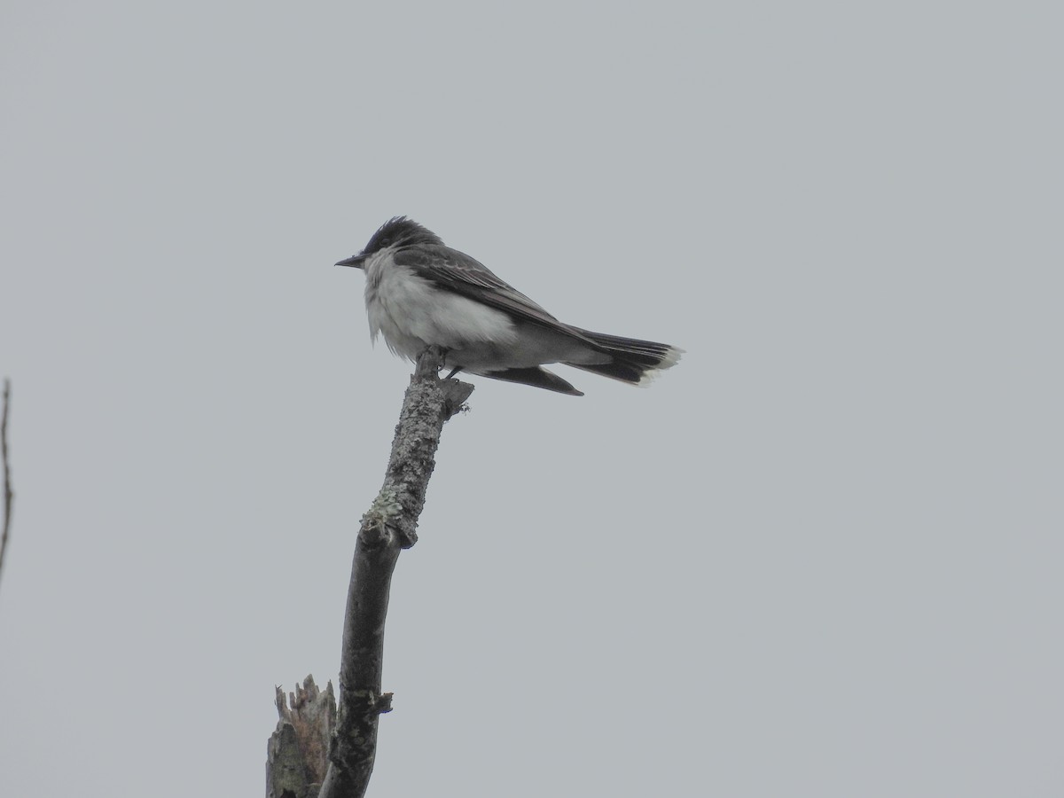 Eastern Kingbird - ML638146290