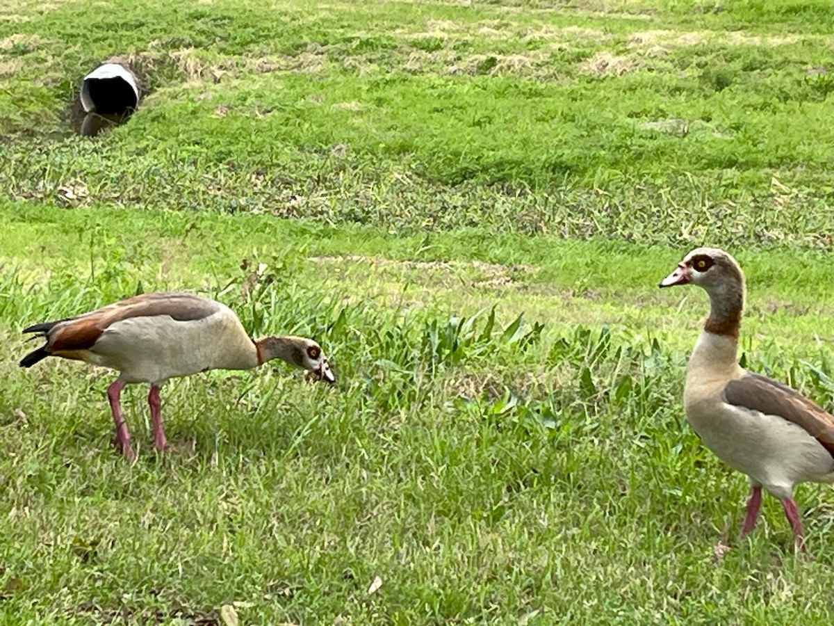 Egyptian Goose - ML638146292