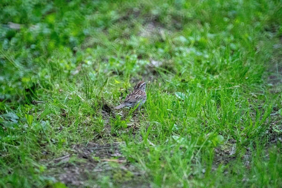 Chipping Sparrow - ML638146297